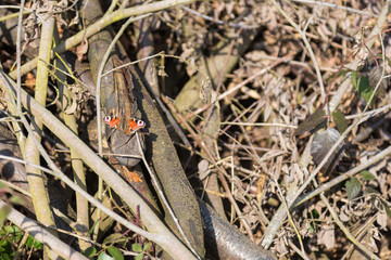 Lumber with injured peacock butterfly