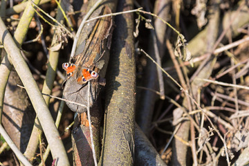 Lumber with injured peacock butterfly