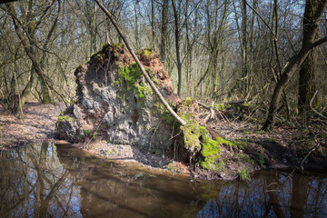 bank swallow nests in the forest