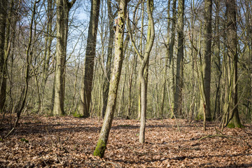 Forest early spring