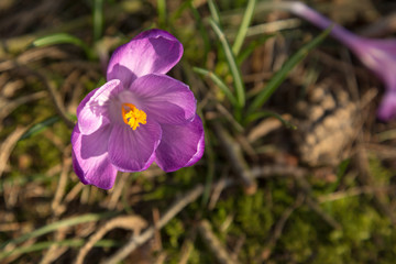 Purple crocus