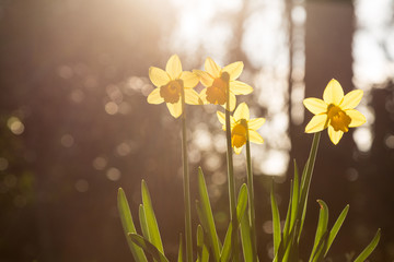 Daffodils backlit
