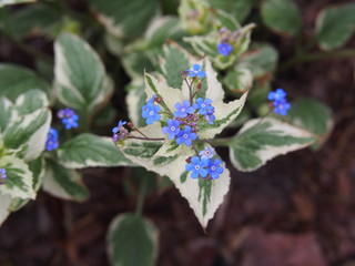 Brunnera macrophylla 'Variegata' - Siberian Bugloss  