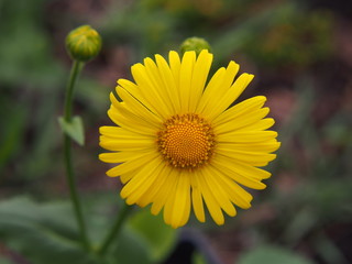 Doronicum orientale (Leopard's Bane)   