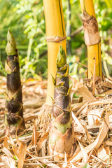 Bamboo shoots in the rainforest.