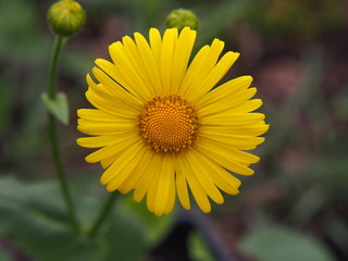 Doronicum orientale (Leopard's Bane)   