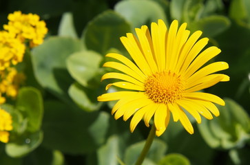 Doronicum orientale (Leopard's Bane)   