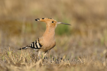 Hoopoe Upupa epops - adult bird © Romuald