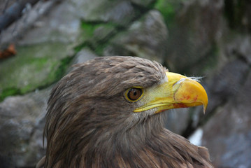 Portrait of a juvenile White-tailed eagle (Haliaeetus albicilla)
