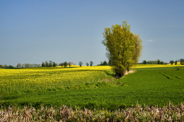 Flowering time of rape, Poland around Sztum