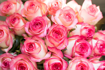 Roses, lit by the sun, view from above, bokeh