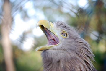 Portrait of a juvenile White-tailed eagle (Haliaeetus albicilla), the call of the eagle