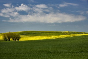 Flowering time of rape, Poland around Sztum