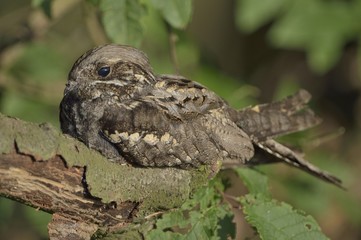 Nightjar Caprimulgus europaeus - portrait of perching bird