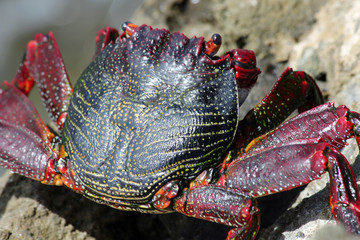 TIERE_2329_rote_Klippenkrabbe