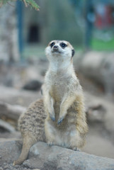 Fototapeta premium African mammal meerkat or suricate watching out for danger