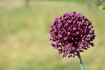 Fiore di porro selvatico