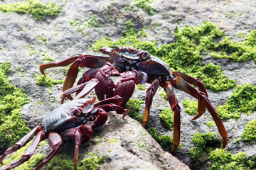 TIERE_2370_rote_Klippenkrabbe