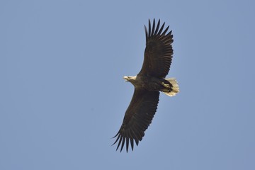 White-tailed eagle Haliaeetus albicilla, soaring adult bird, blue background