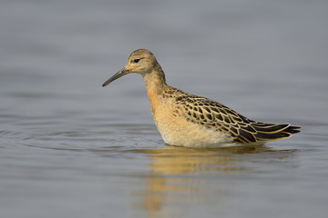 Ruff Philomachus pugnax in summer plumage wading, natural blue water background