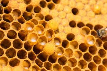 The images show larvae of bees and their future cocoons.