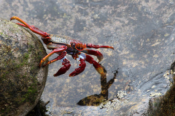 TIERE_2464_rote_Klippenkrabbe