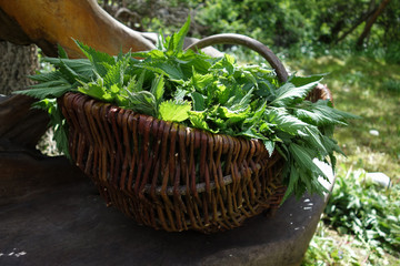 Brennnesseln, frisch gesammelt, in einem Korb
