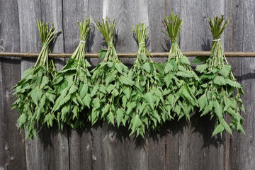 Brennnesseln, frisch gesammelt, zum Trocknen aufgeh&auml;ngt