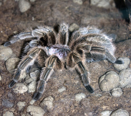 Spider