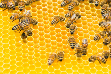 closeup of bees on honeycomb in apiary - selective focus.
