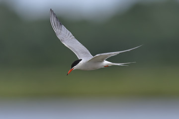 Common Tern Sterna hirundo in flight - obrazy, fototapety, plakaty