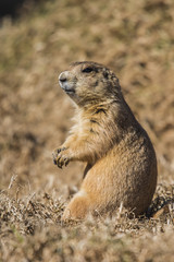 Black-tailed prairie dog