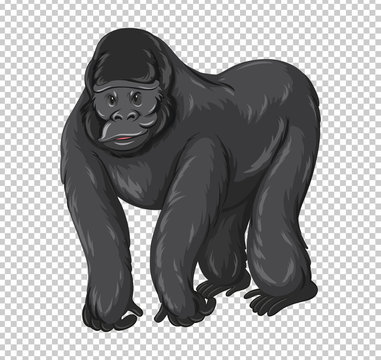 Wild gorilla on transparent background