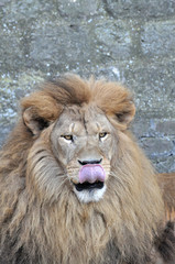 Fototapeta na wymiar Hungry lion yawns and look at prey