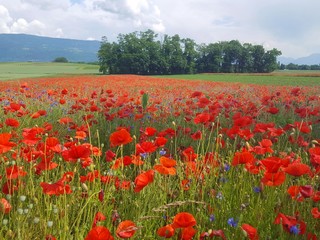 CHAMP DE COQUELICOTS / FIELD OF POPPIES