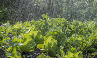 rain in the vegetable garden © Vera Kuttelvaserova