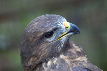 Bird of prey, Common buzzard, Buteo Buteo. Head of small falcon