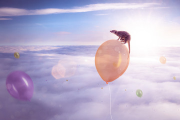 Erdmännchen sitzt auf einem Luftballon
