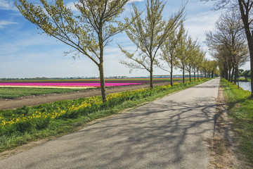 Fototapeta na wymiar Road with a row of trees flanked by the beautiful and colorful tulip fields .Road with a row of trees