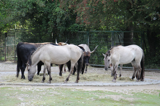 TIERE_2234_Tarpan