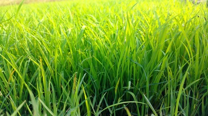 grass,green.beautiful