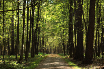 Fototapeta premium drzewa w letnim parku