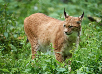 Cautious lynx standing in the grass on meadow in summer