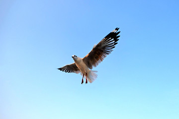 Seagull