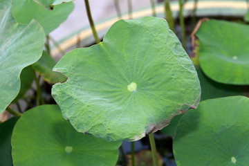 green leaf lotus