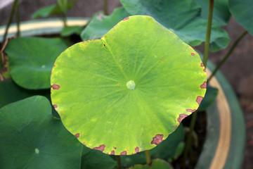 green leaf lotus