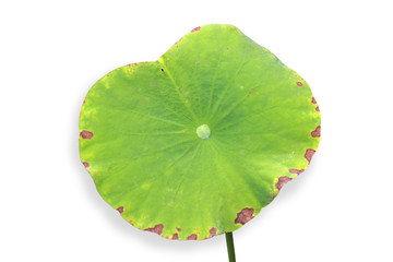 Fototapeta na wymiar green leaf lotus isolated