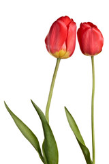 Pair tulips isolated on a white background