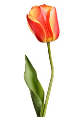 Singlel tulip isolated on a white background