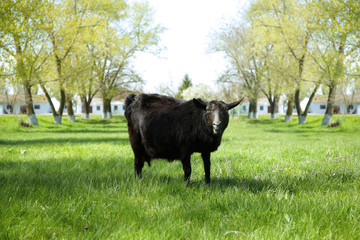 Black goat on pasture